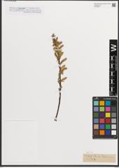 Foto von Salix L.